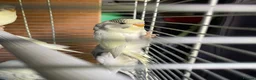 Budgerigars birds for sale: Baby budgies for sale  - Advert 8