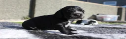 Cocker Spaniel dogs for sale: Beautiful Show Cocker Spaniels - Advert 3