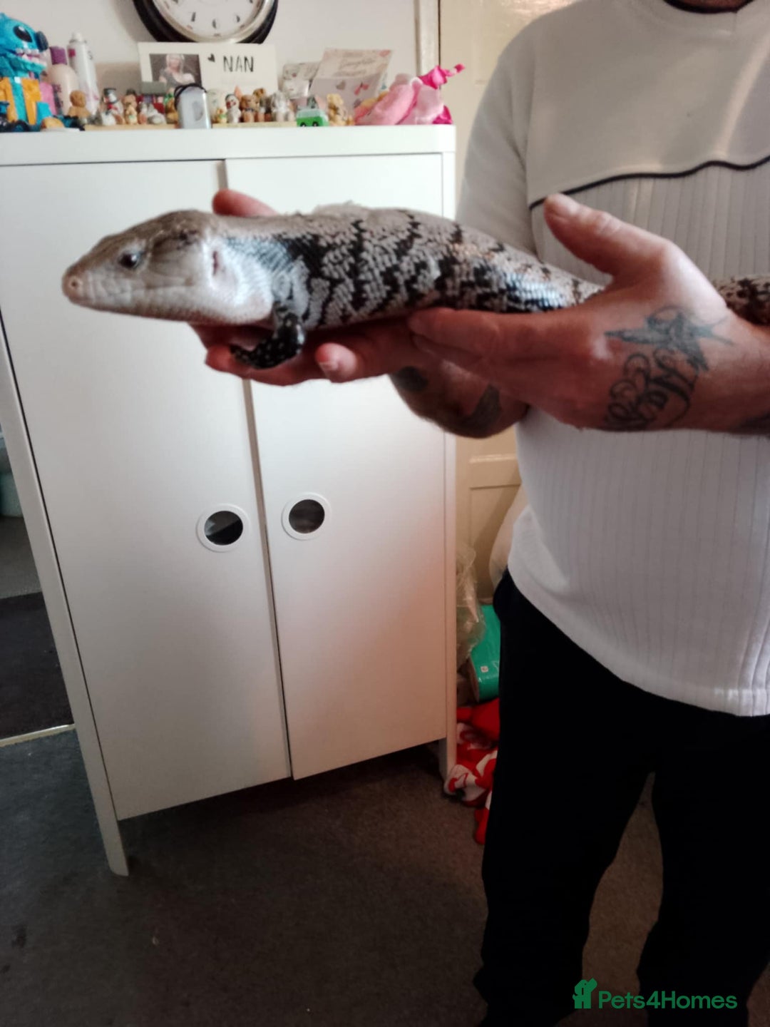 Skink reptiles for sale: Blue tong skink  - Advert 1