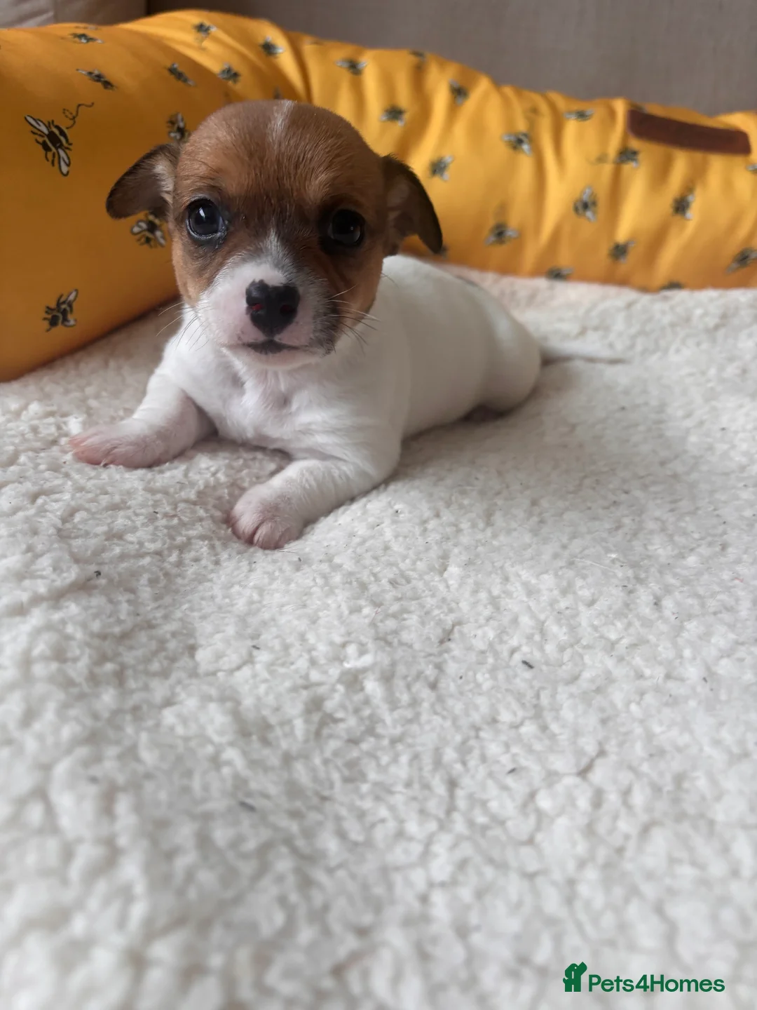 Mixed Breed dogs for sale: 5 beautiful Jackchi boys  - Advert 15