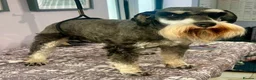 Miniature Schnauzer dogs for sale: Beautiful boy - Advert 4