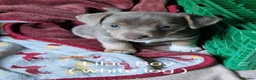 Jack Russell dogs for sale: For Sale - Beautiful Jack Russell Puppies  in Okehampton - Advert 3