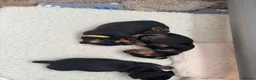 Dachshund dogs for sale: Talulahs and Theo’s 3 babies  - Advert 6