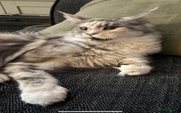 Maine Coon cats for sale: Maine coon and maine coon cross kittens ready.  - Image 13