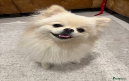 Pomeranian dogs for sale: 🐶🩷White female Pomeranian🐶🩷 - Image 3