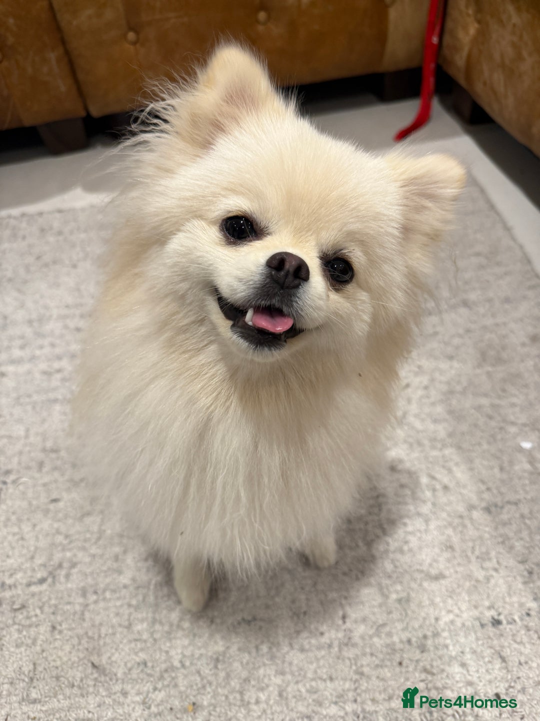 Pomeranian dogs for sale: 🐶🩷White female Pomeranian🐶🩷 - Image 3