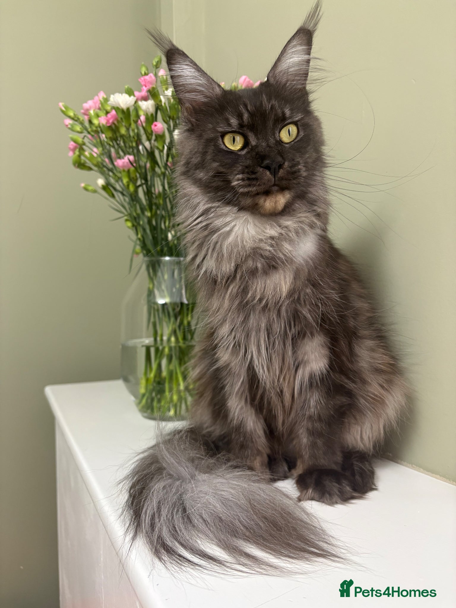 Maine Coon cats Champion bloodlines✨Breathtaking Maine Coon beauty - Advert 2