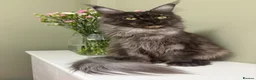 Maine Coon cats for sale: Champion bloodlines✨Breathtaking Maine Coon beauty - Advert 30