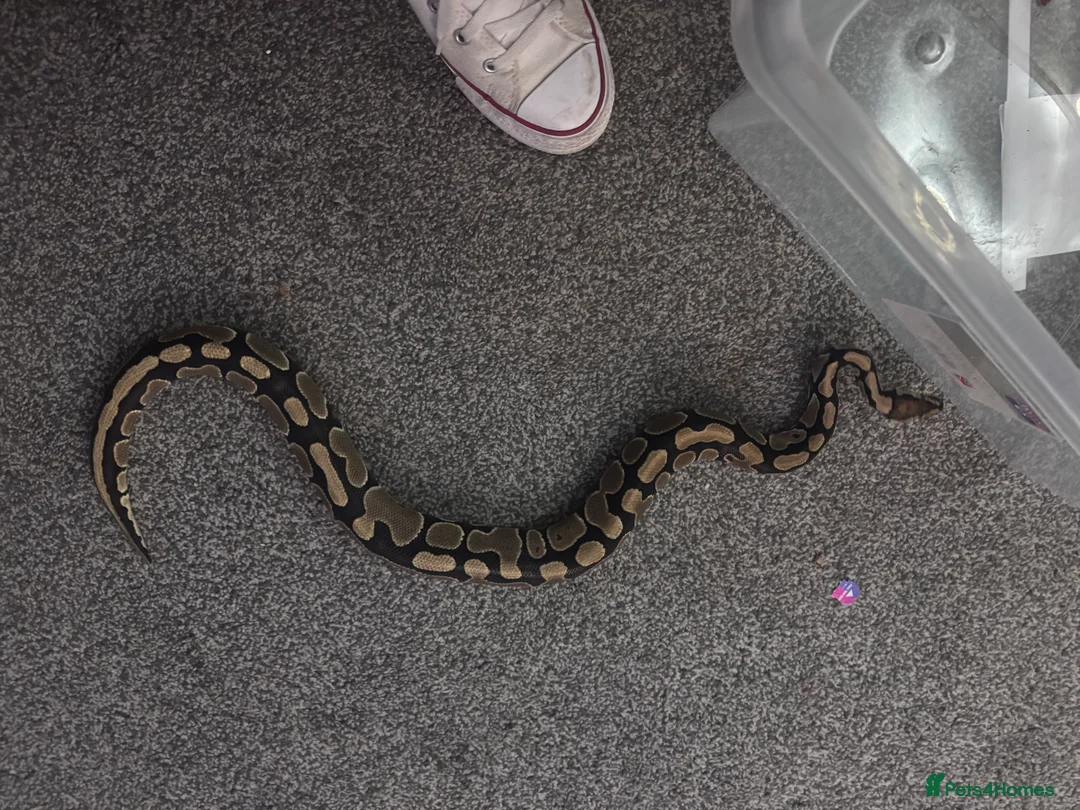 Python Snake reptiles for sale: Ball python snake - Advert 1