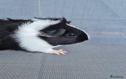 Guinea Pig rodents for sale: Female guinea pigs both sisters - Image 5