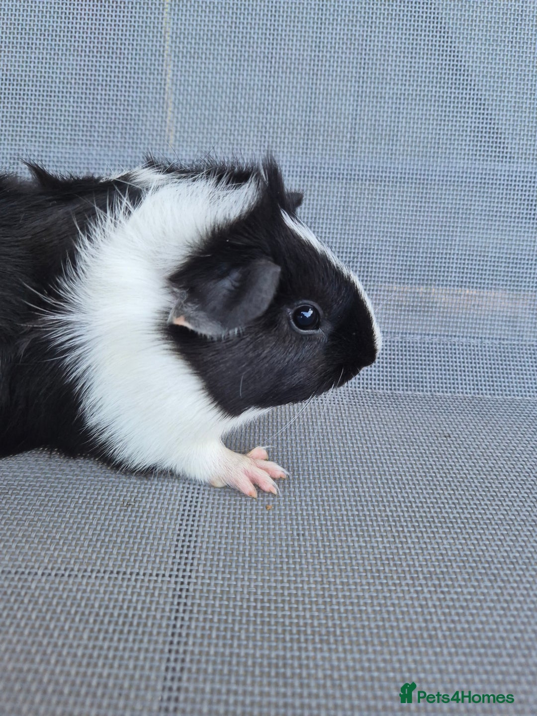 Guinea Pig rodents for sale: Female guinea pigs both sisters - Image 5