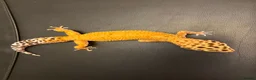 Leopard Gecko reptiles for sale: Inferno Tangerine Het Tremper  - Advert 7