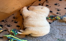 Samoyed dogs for sale: Gorgeous Samoyed Puppies  - Image 22