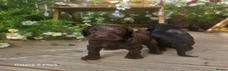 Sproodle dogs for sale: Stunning Sproodles puppys for sale in Maybole - Advert 7