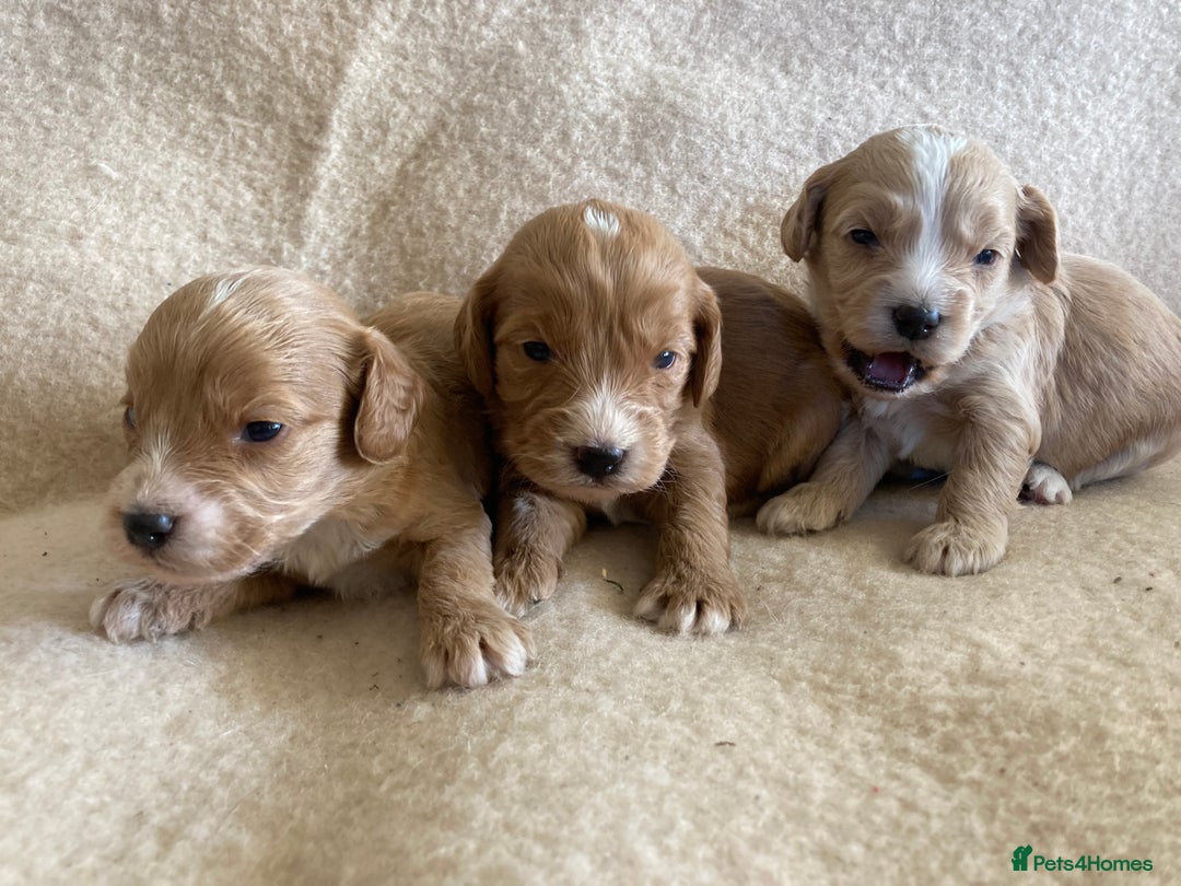 Cockapoo dogs for sale: F1 cockapoos - Advert 11