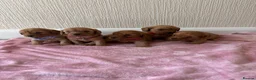 Cavapoo dogs for sale: 7 beautiful Cavapoo puppies  - Advert 3