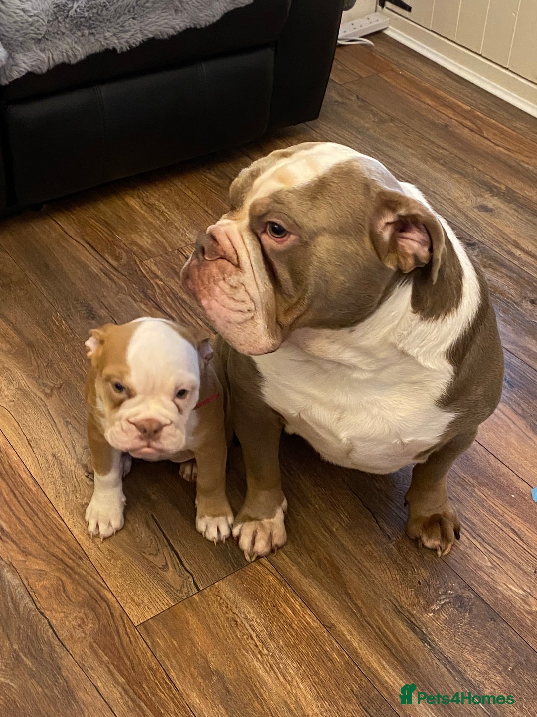Mixed Breed dogs for sale: Old English bulldog puppy for sale. - Image 9