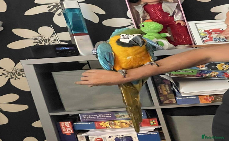 Parrots birds - Advert 2
