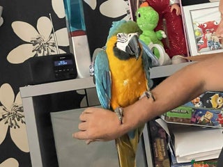 Parrots birds - Advert 6