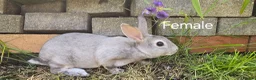 Rex rabbits for sale: 2 Litters of Mini rex different colours and sex - Advert 9