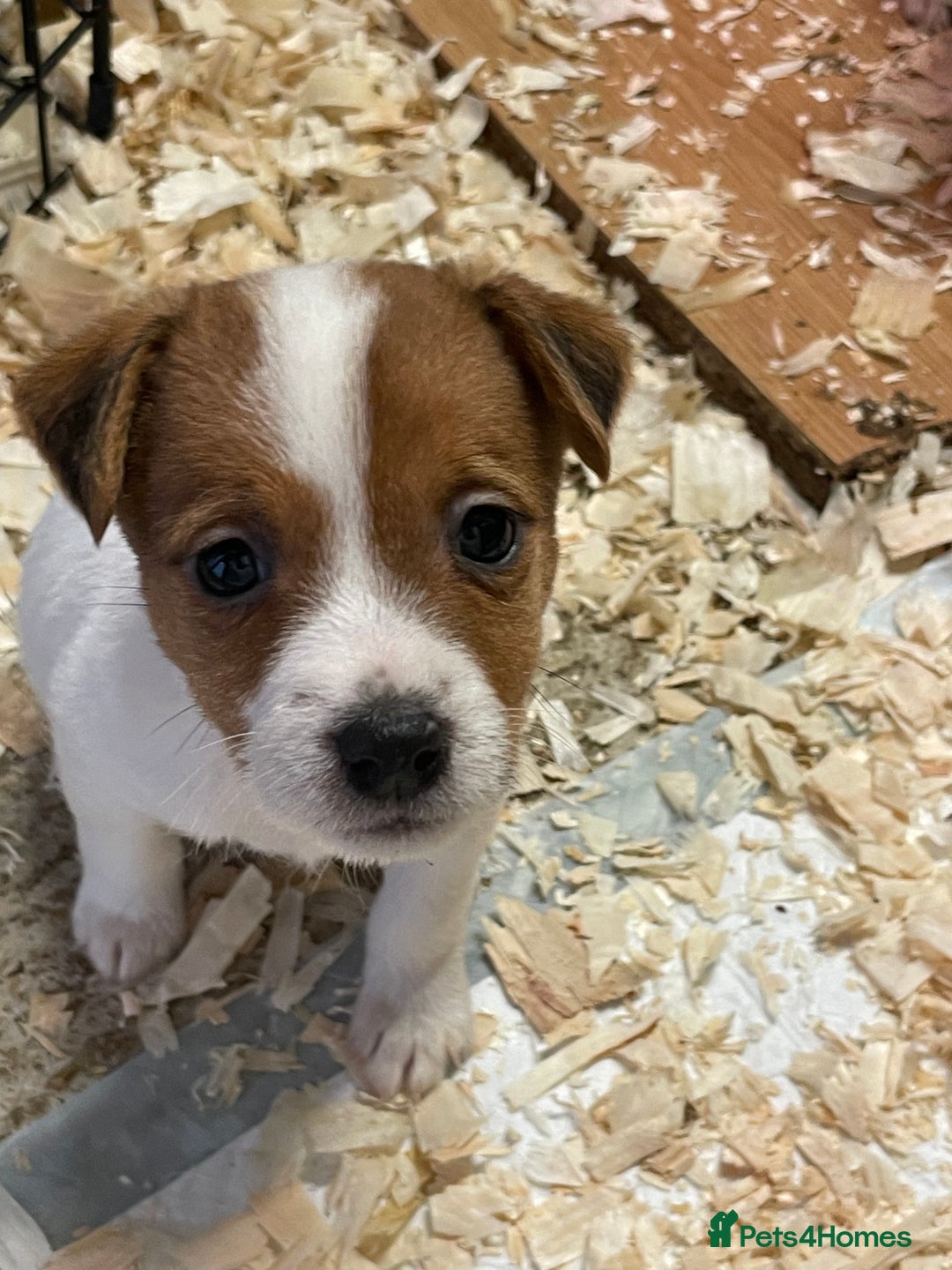 Jack Russell dogs for sale: 5 lovely Jack Russell puppies  - Advert 2