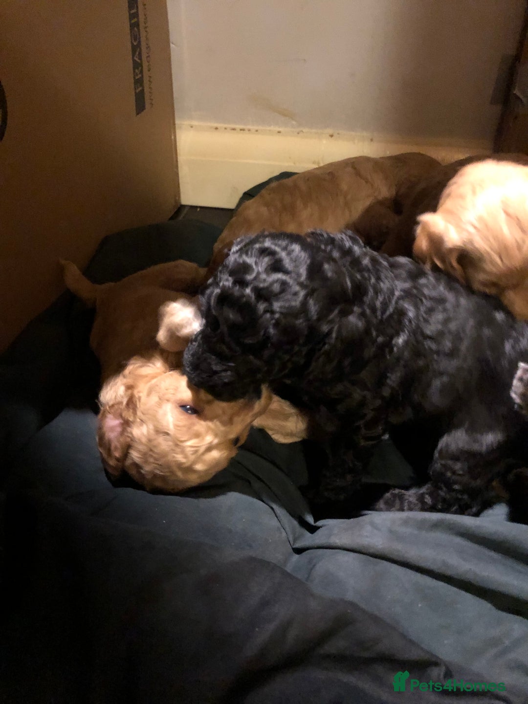 Cockapoo dogs for sale: Cockapoo puppies  - Advert 9