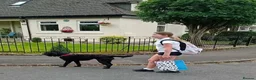 Mixed Breed dogs for sale: F2 Miniature Australian Double Doodle  in Renfrew - Advert 4