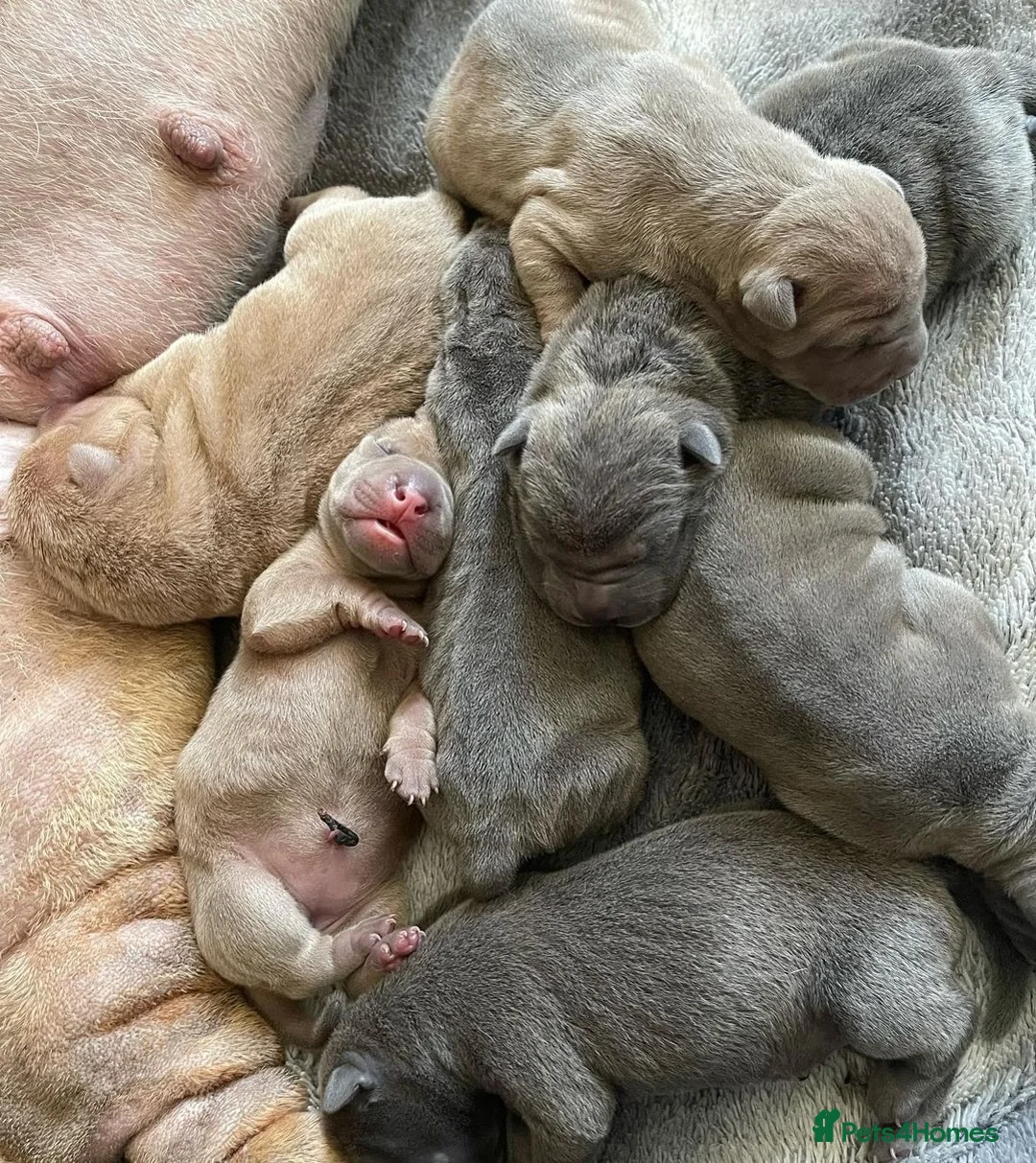 Shar Pei dogs for stud: Gus- Beautiful blue horse coat for stud in Billericay - Advert 16