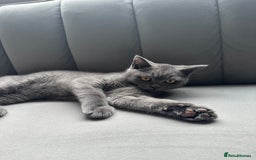 British Shorthair cats for sale: British shorthair for sale - Image 5