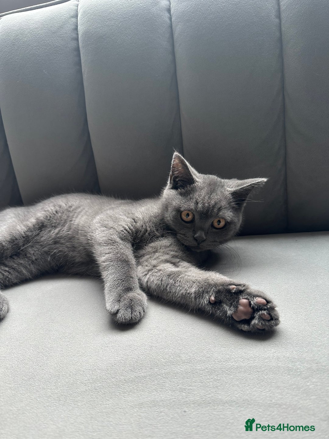 British Shorthair cats for sale: British shorthair for sale - Image 5