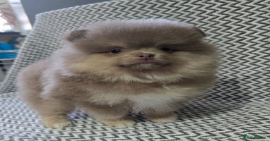 Pomeranian dogs - Advert 8