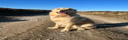 Golden Retriever dogs for sale: Perfect Golden Retriever Litter - Advert 15