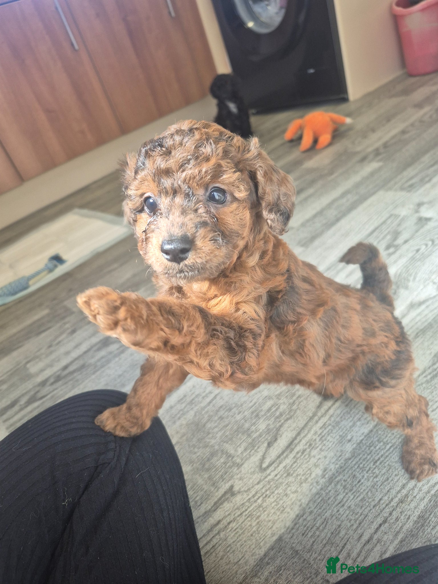 Cockapoo dogs cockapoo puppies various colours  - Advert 6