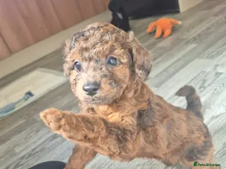 Cockapoo dogs cockapoo puppies various colours - Advert 6