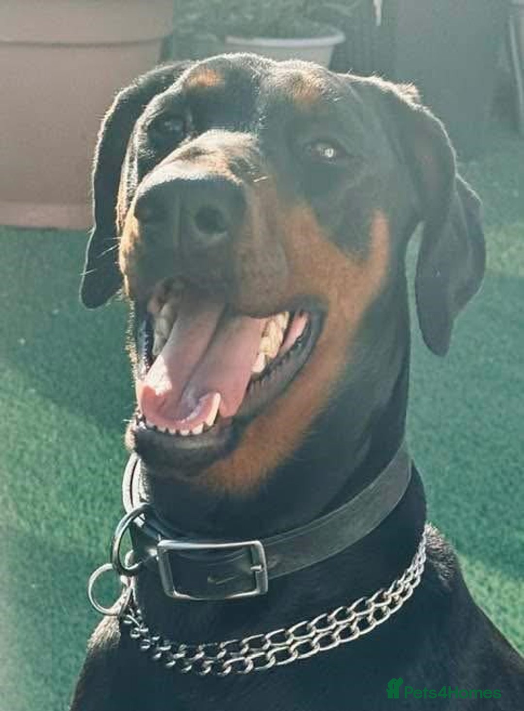 Dobermann dogs for sale: Dobermann Bitch 3 1/2 years old - Advert 1