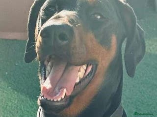 Dobermann dogs Dobermann Bitch 3 1/2 years old - Advert 1