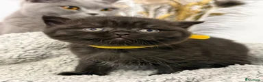 British Shorthair 2