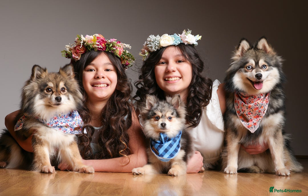 Pomsky dogs for sale: MINI Pomsky puppies - Advert 3