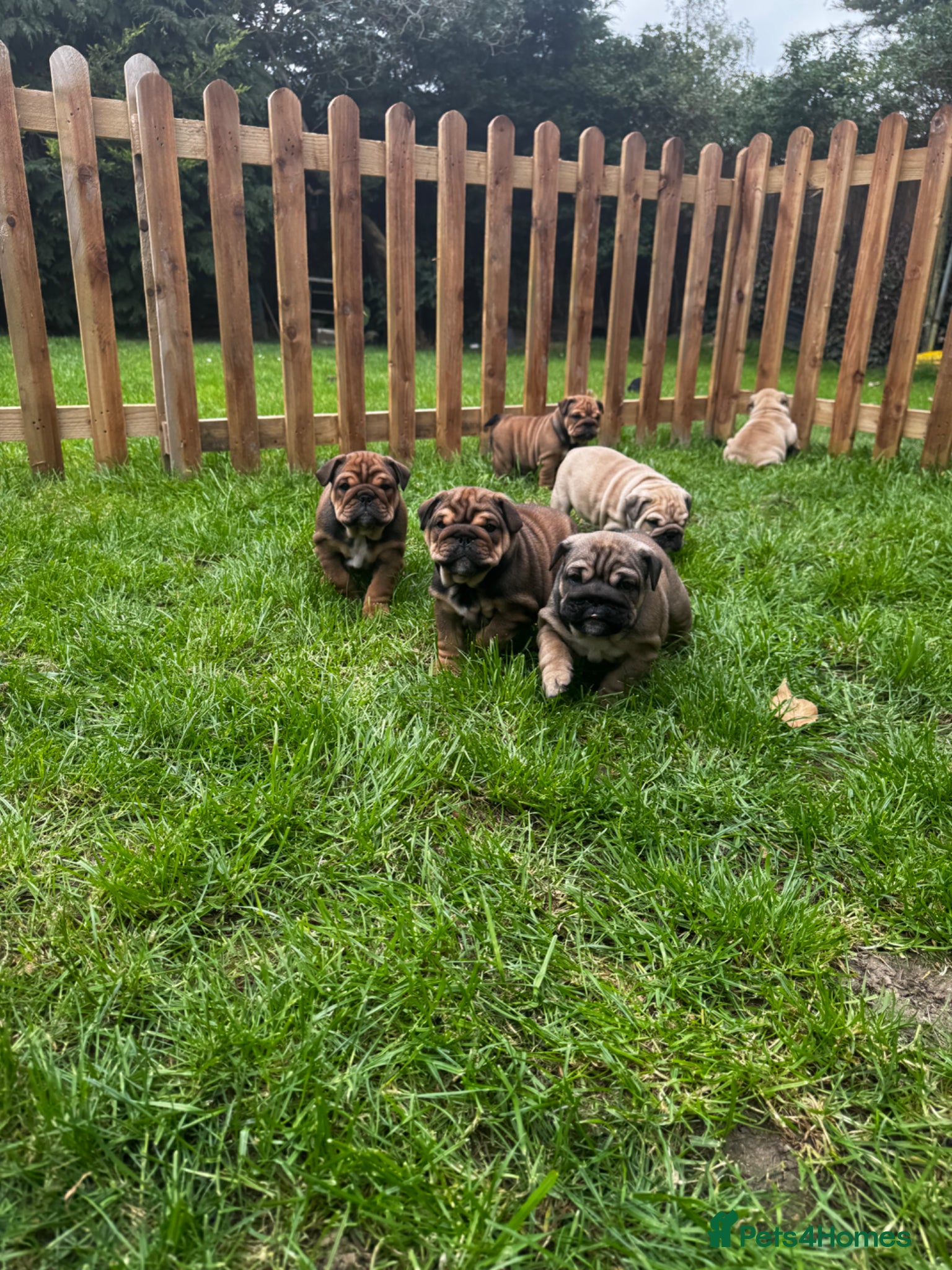 English Bulldog dogs 7 beautiful English Bulldog puppies 🐶  - Advert 10