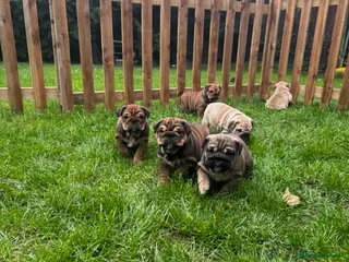 English Bulldog dogs 7 beautiful English Bulldog puppies 🐶 - Advert 10