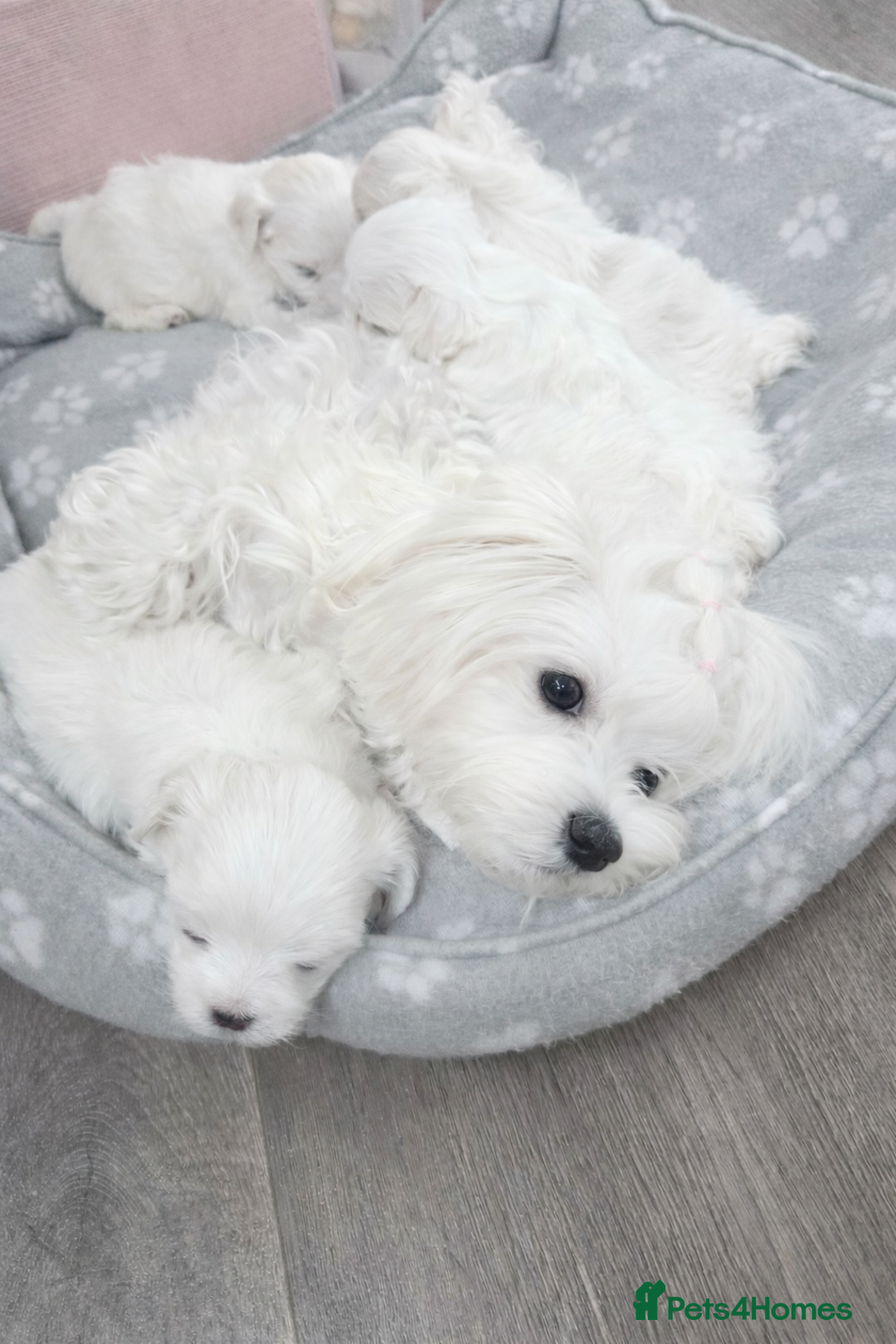 Maltese dogs for sale: 4 Exceptional Maltese Girl Puppies**KC REGISTER** - Advert 2