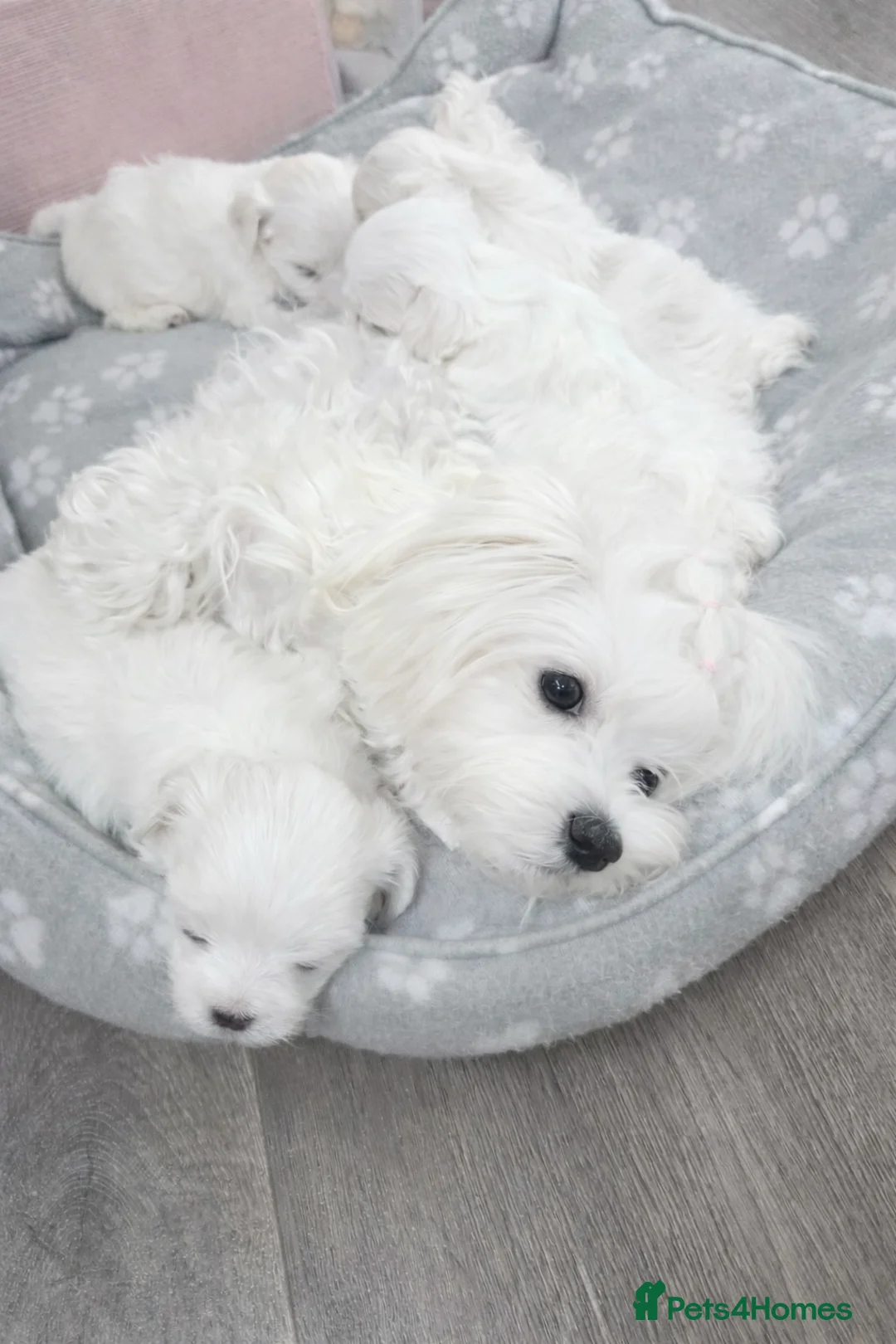 Maltese dogs for sale: 4 (SOLD) Exceptional Maltese Girl Puppies - Advert 2