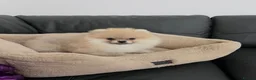 Pomeranian dogs for sale: 🔥Outstanding 🐻Teddy Bear 🏆 - Advert 2