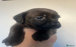Cockapoo dogs for sale: Adorable cockapoo cross reduced last 2  - Image 8