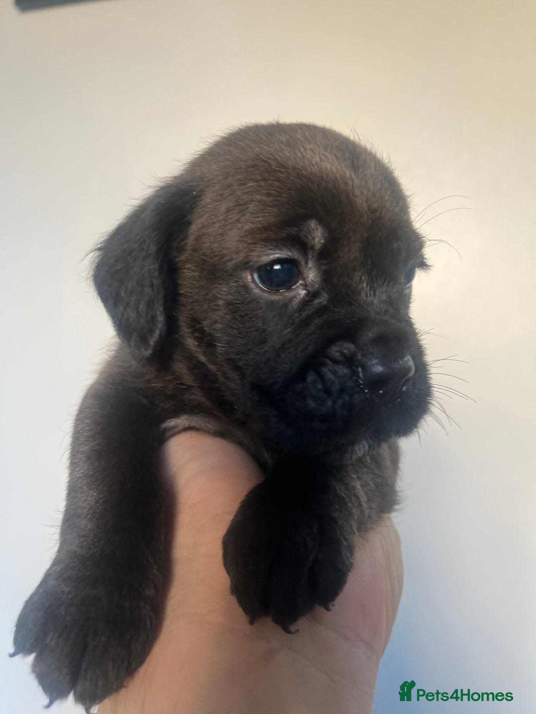Cockapoo dogs for sale: Adorable cockapoo cross reduced last 2  - Image 8