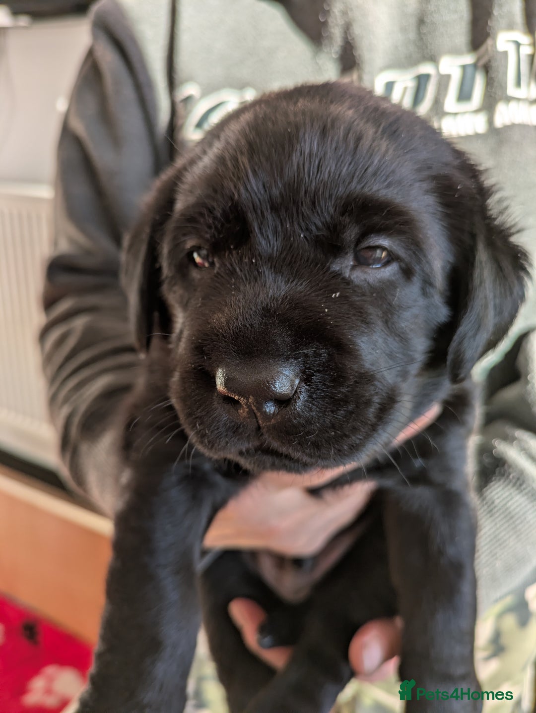 Labrador Retriever dogs for sale: Stunning chunky kc reg pups, parents health tested - Advert 3