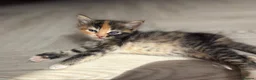 Mixed Breed cats for sale: Affectionate & Beautiful Ragdoll X Kittens - Advert 15