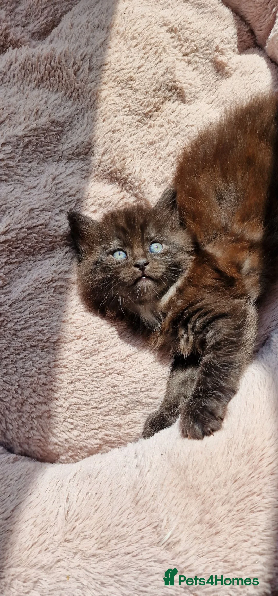 Mixed Breed cats for sale: Marble Bengal x Maine Coon kittens in New Milton - Advert 24
