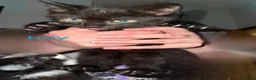 Mixed Breed cats for sale: Kittens for sale  in Oldham - Advert 3