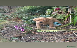 Labrador Retriever dogs for sale: Ready to leave! Beautiful KC Fox Red Labrador Girl - Image 15